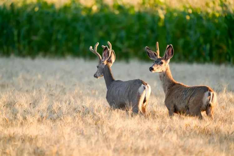 North Dakota Outdoors: Update on chronic wasting disease